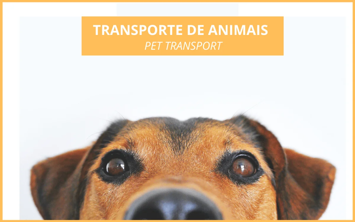 Transporte de Animais Vivos&nbsp;