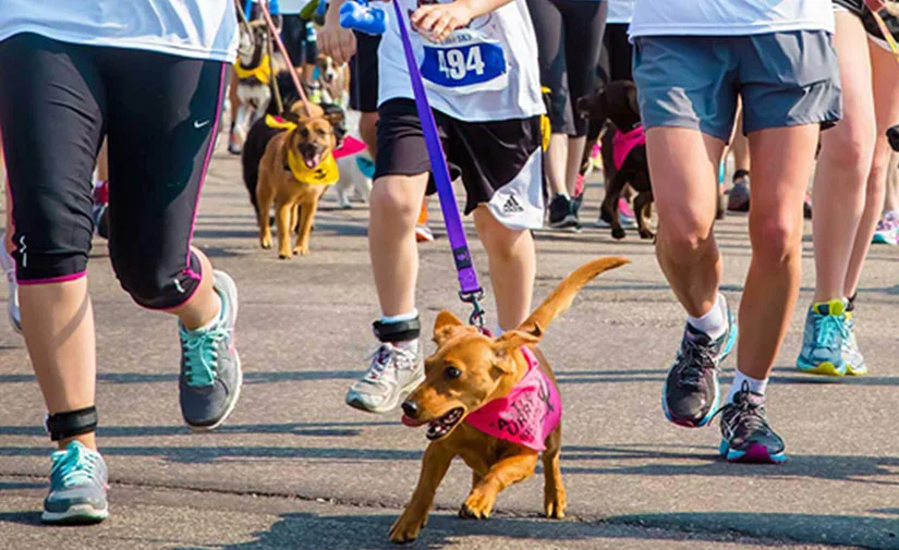 Parceiros da Corrida do Animal 2017